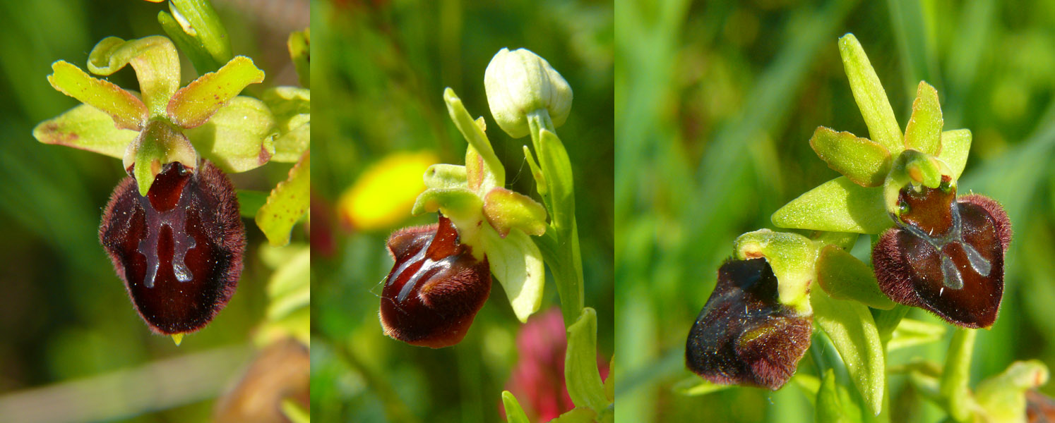 Tutte Ophrys sphegodes  o no?
